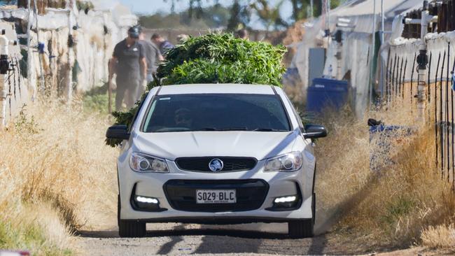 Police remove thousands of cannabis plants at a property in Virginia. Picture: AAP/Brenton Edwards