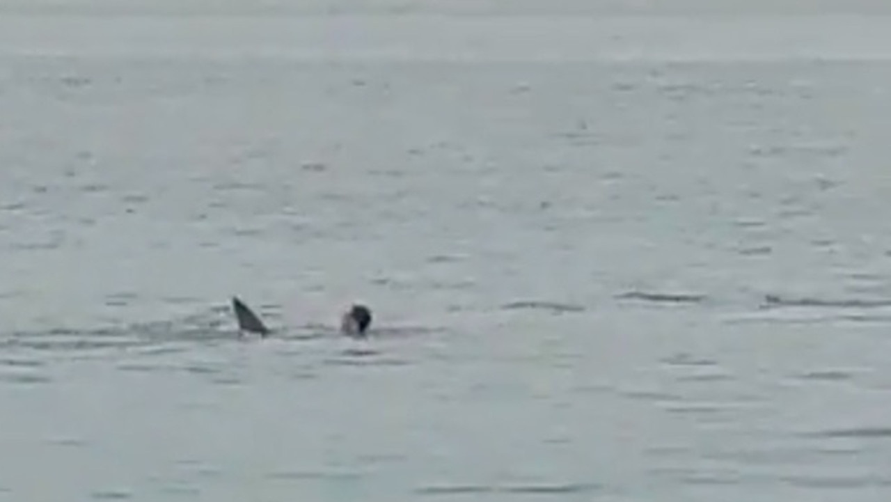 Russian tourist’s body parts pulled from shark after attack near