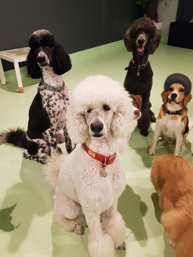 One of these dogs is not like the other at Paws and Relax