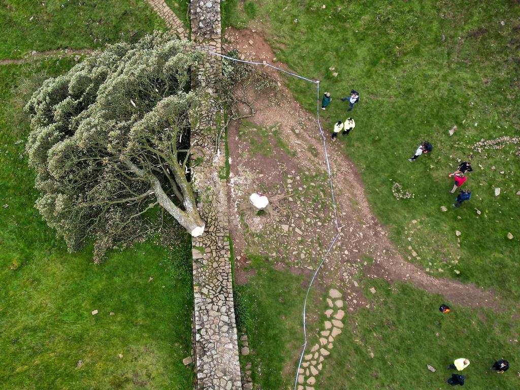 The world-famous 'Sycamore Gap' tree on Hadrian's Wall in Engladn lies on the ground leaving behind only a stump in the spot it once proudly stood, on September 28. Police believe it was an act of vandalism. Picture: Jeff J Mitchell/Getty Images