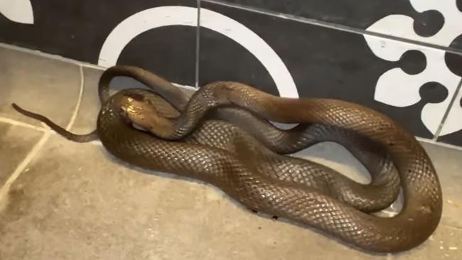 A huge venomous dugite has been pulled out of an Indian restaurant inside Perth's DFO shopping centre. Picture: Facebook