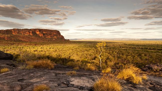 A single tree catches the last light at dusk in Kakadu National Park.