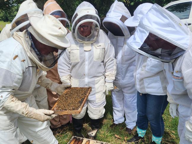 Far North Coast Beekeepers Varroa Mite demonstration. Picture: Chris Shands