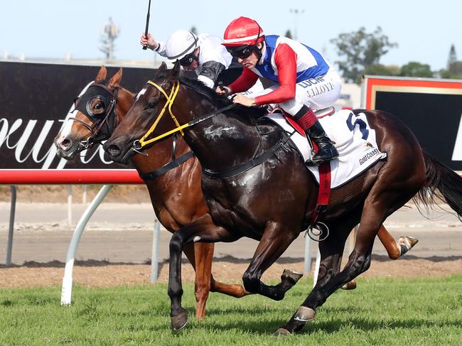 Metropolitan race meeting at the Gold Coast Turf Club.Winner of race 4, number 6, Crusher.Jockey is Jeff Lloyd.Photo by Richard Gosling