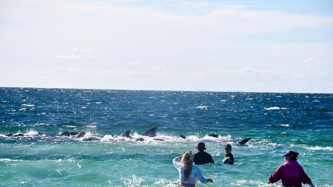 Authorities continued to monitoring the pilot whales after they returned to sea. Picture: Mick Marlin