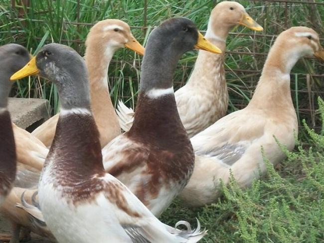 Saxony Ducks. Picture: Supplied