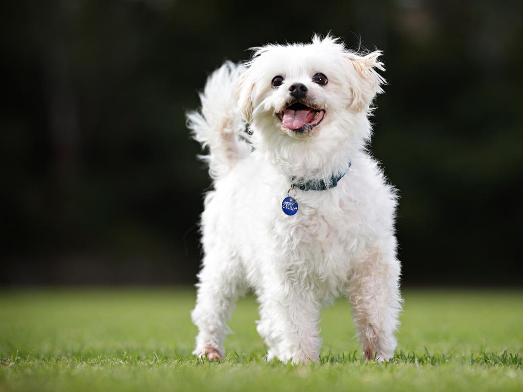 The Maltese Cross has faded from the national top ten but remains beloved by those wanting a small, affectionate, low-shedding companion. Perfect for apartment living and seniors. Picture: Adam Yip