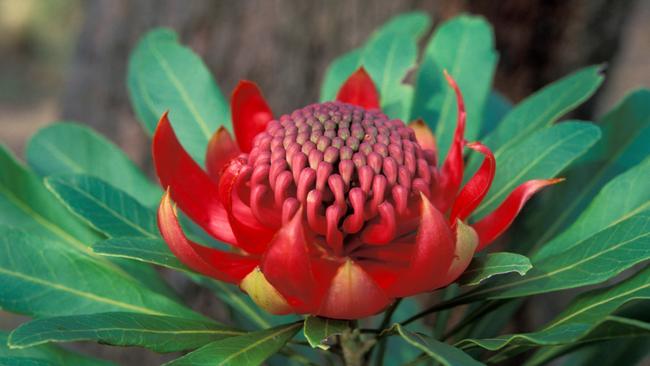 Gorgeous: a waratah flower<ld pattern="."/><ld pattern="."/><ld pattern="."/>