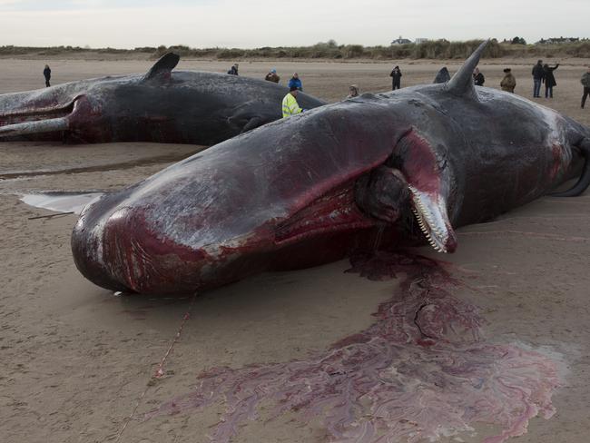 Explosive ... One of the three sperm whales found near Skegness blew up during an autopsy. Picture: Dan Kitwood/Getty Images