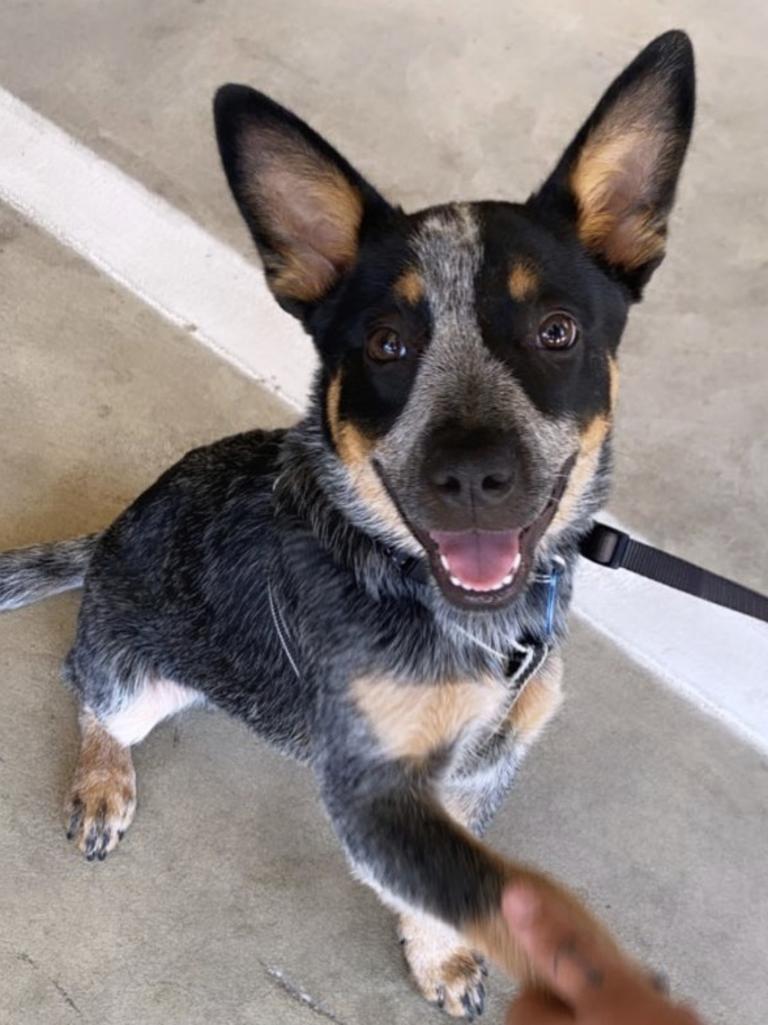 South Australia’s cutest dog competition | The Advertiser