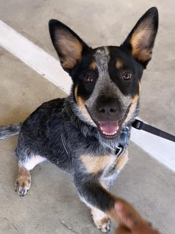 A pawshake from Eddie the blue heeler, sent in by Sam Oldfield, Northgate.