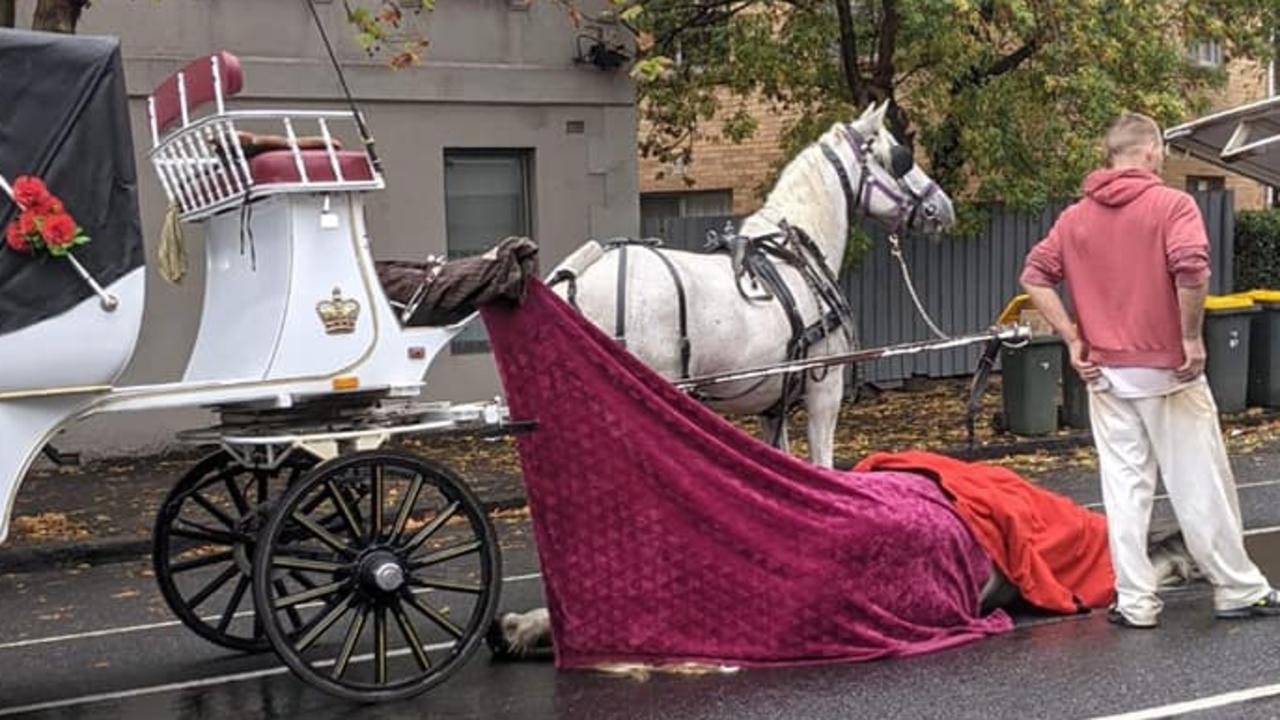 Dead horse in North Melbourne prompts calls to ban horsedrawn