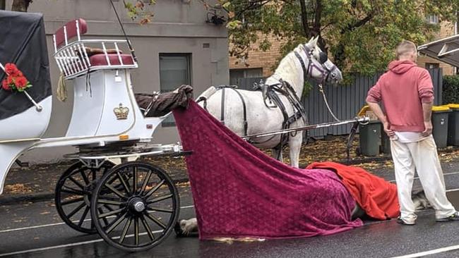 A horse collapsed and died on Arden St, North Melbourne. Supplied