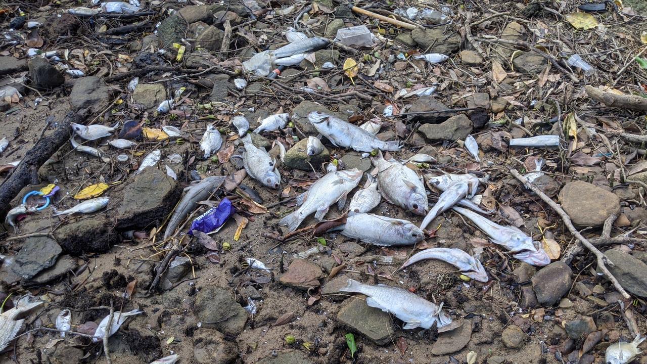 Rubbish and dead fish have washed ashore in Rydalmere in Sydney’s west. Picture: Kellie Darley