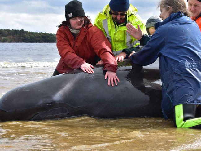 Rescuers work to save a whale on a beach in Macquarie Harbour. Picture: MELL CHUN / AFP