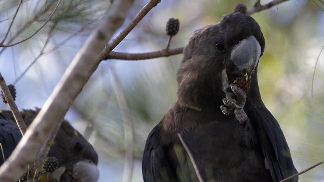 Glossy Black Cockatoo.