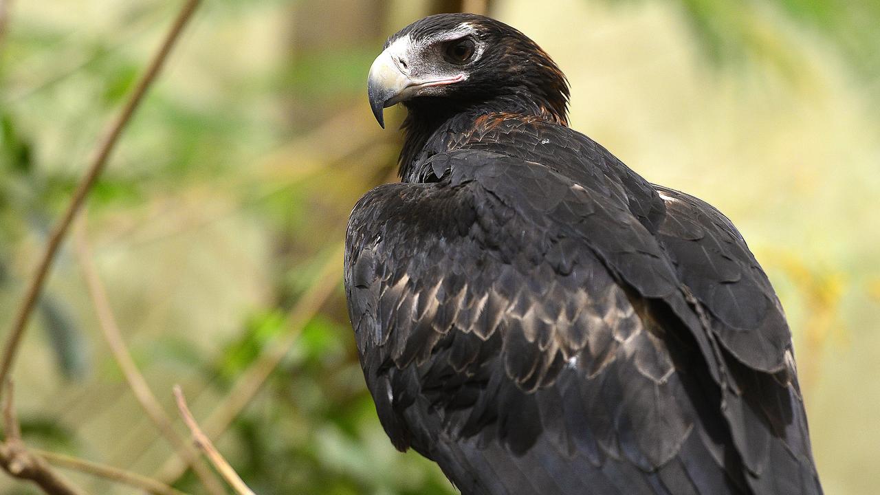 Charges proven in mass wedge-tailed eagle killing case, Violet Town's  Dorothy Sloan | The Weekly Times