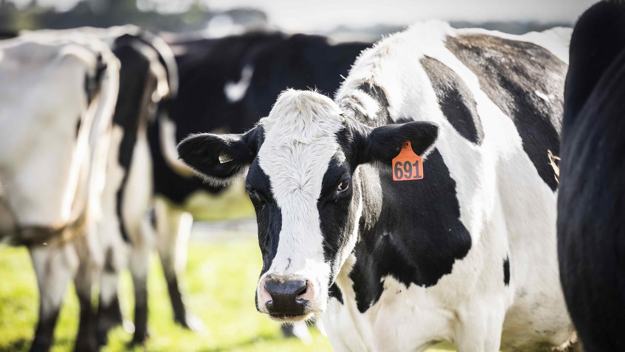 Warakirri targets $500m-plus for new dairy farmland fund