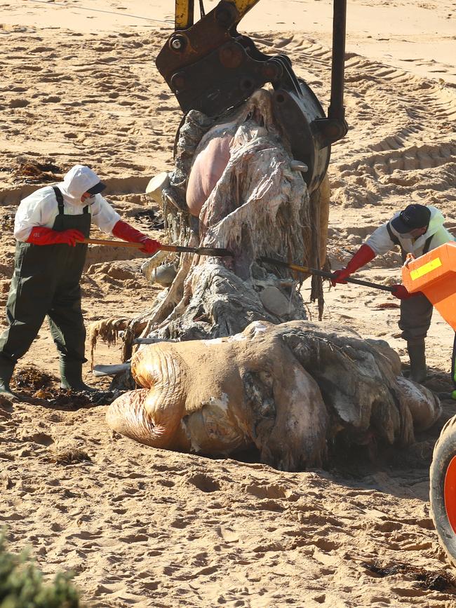 The remains of a dead whale are removed from 13th Beach at Barwon Heads. Picture: Alison Wynd
