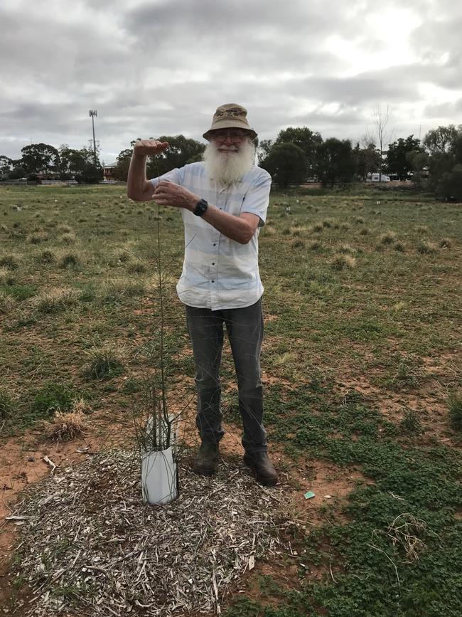 David Clarke of Crystal Brook with a drooping she-oak, one of the tallest on the site so far, less than a year old. Picture: Supplied.