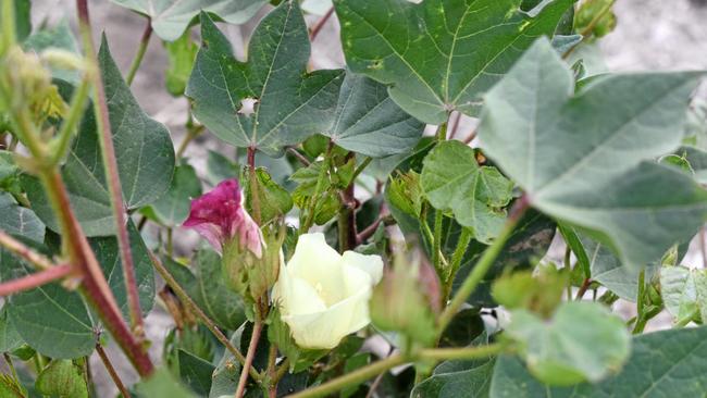 When cotton flowers have been pollinated they turn pink.