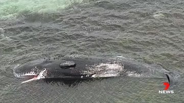 The young sperm whale carcass is six to seven metres long. Picture: 7NEWS