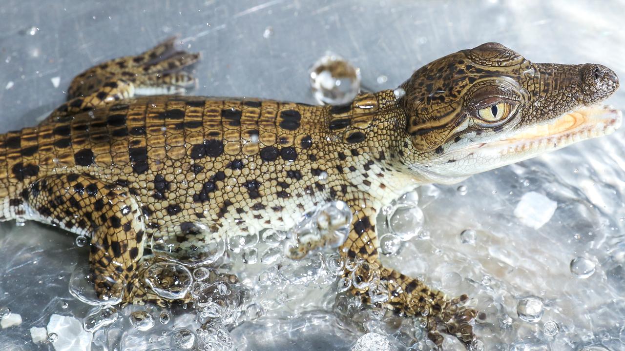 Crocodylus Park Clutch Of Baby Crocs Hatches In Darwin Nt News