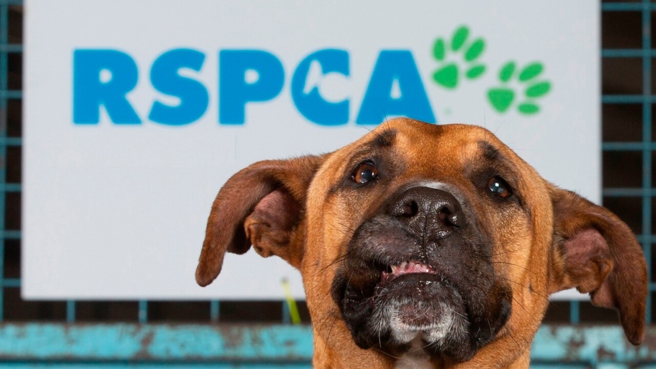 RSPCA at crisis point as pet surrenders rise