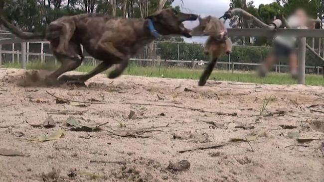 Greyhound baiting using a live possum in Victoria. Pic: Supplied