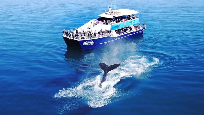 ‘Natural beauty’: Whale of a time with tour permits up for grabs