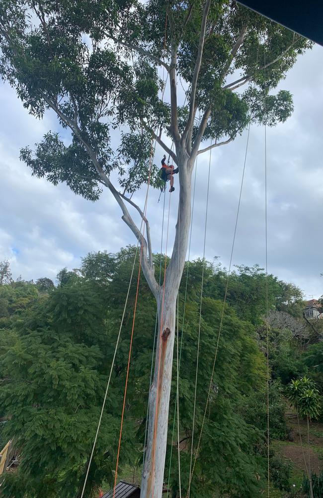 Tabitha Pendlebury has had her giant tree trimmed following a two-year battle with neighbour Bill McDonald who wanted it removed following his claims the tree was dangerous