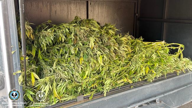 Cannabis found at Blackfellows Cave near Mount Gambier in South Australia's South-East. Picture: SAPOL
