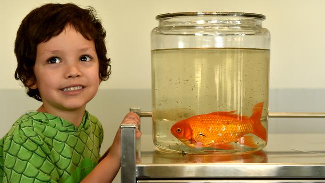 Carter Dare with his pet fish Bubbles. Picture: Evan Morgan
