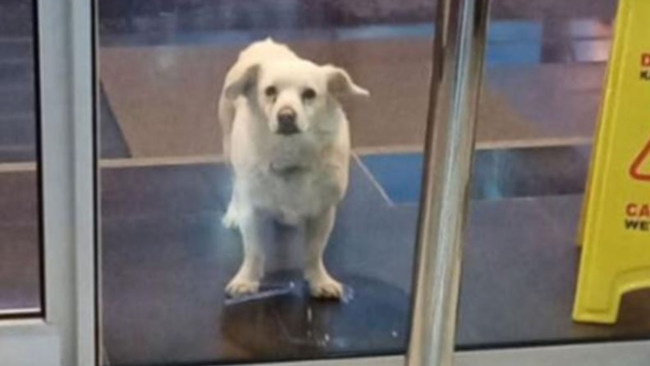 Dog visits hospital in Turkey every day to wait for sick owner | news ...