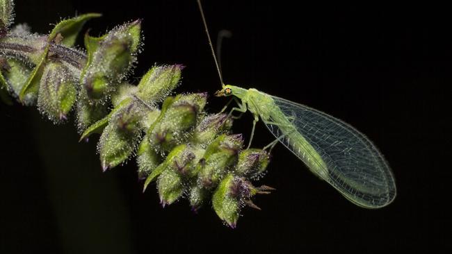 Green lacewing