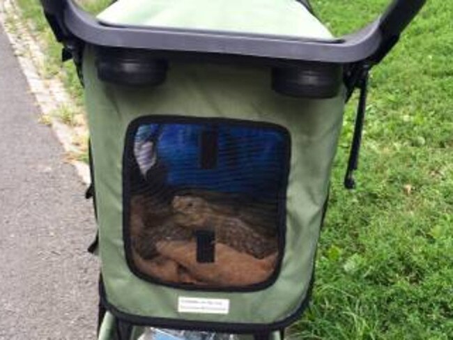 Henry has his very own pet stroller.