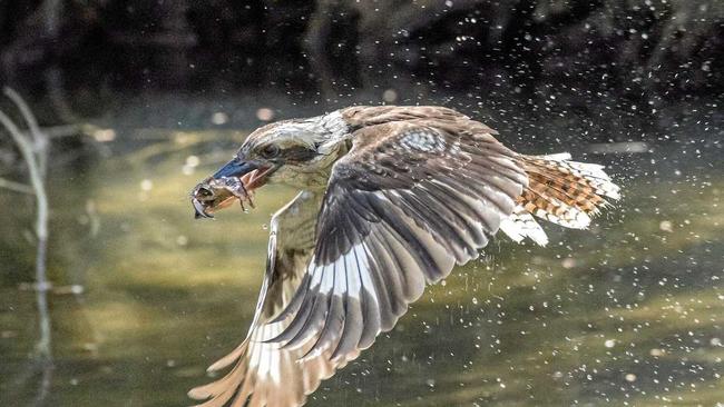 The kookaburra snatches a crayfish at Sofala. Picture: David Thomson