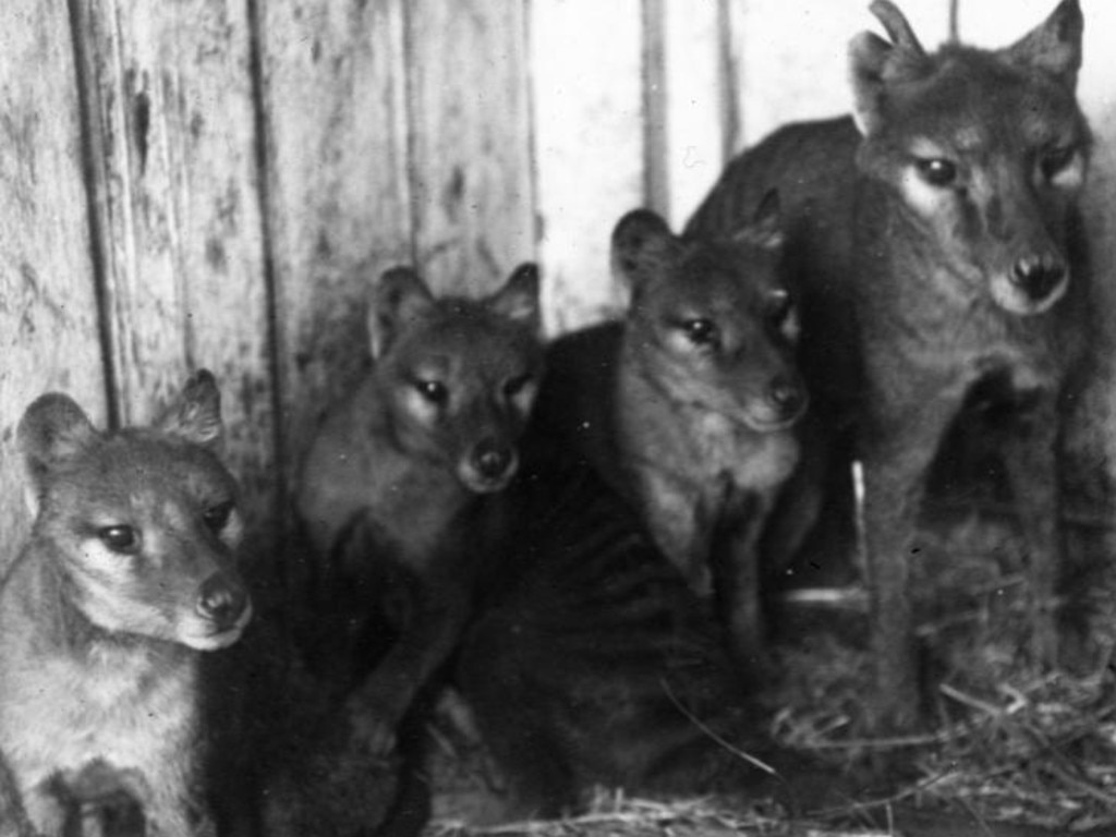 Hopes the images were a Tassie tiger family were dashed by experts. Picture: Tasmanian Museum and Art Gallery