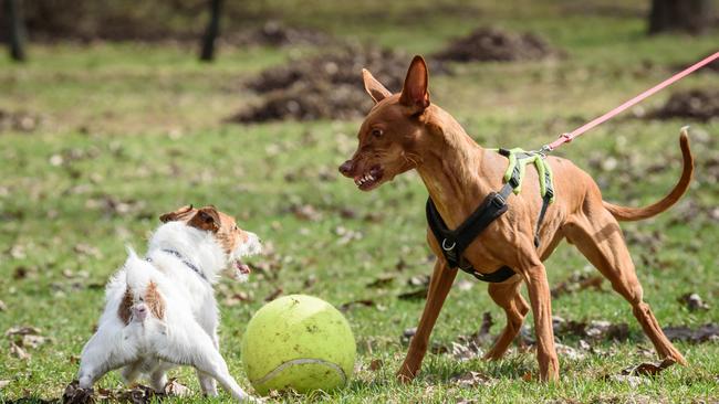 Owners are being warned to watch out for aggressive behaviour from dogs in off-leash parks. Picture: iStock