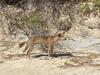 Woman bitten on hands by dingo on K’gari