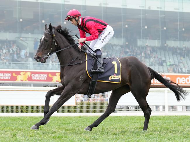 Tropical Squall on the way to the barriers prior to the running of the Schweppes Ethereal Stakes at Caulfield Racecourse on October 21, 2023 in Caulfield, Australia. (Photo by Scott Barbour/Racing Photos via Getty Images)