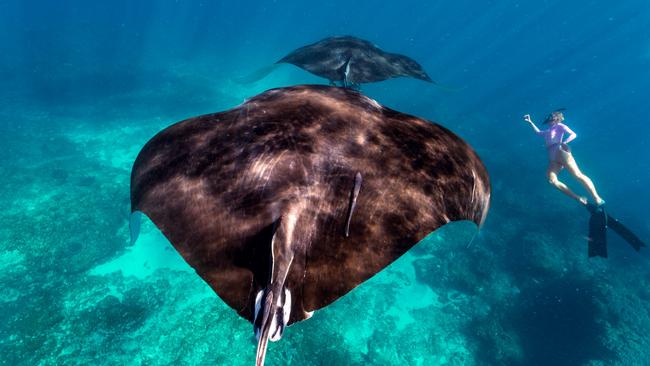 Manta rays (Manta birostris), in Ningaloo Marine Park Mandatory.