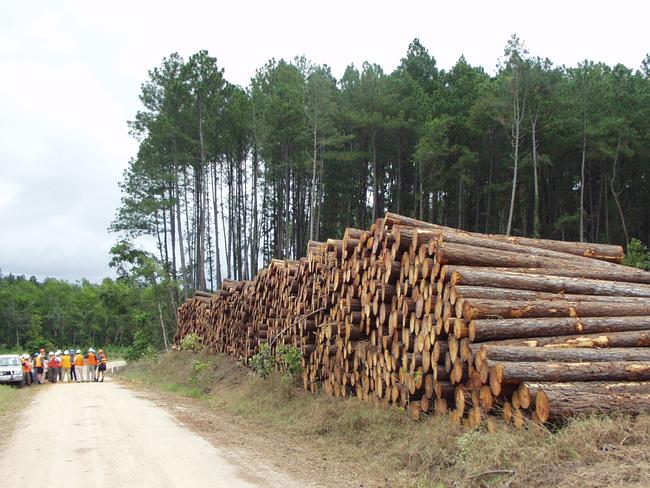 A plantation of caribbean pine near Cardwell in Far North Queensland. Picture: Forestry Plantation Queensland