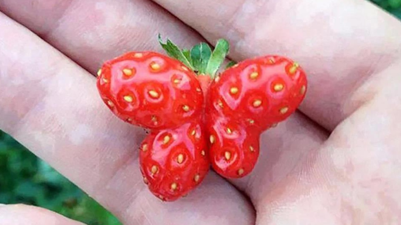 Is this strawberry that looks like a butterfly too sweet to eat? Picture: splitpics.uk