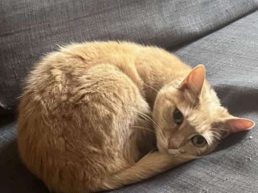 Suimei is here to prove not all ginger cats are psychos. Picture: CatRescue 901/Supplied