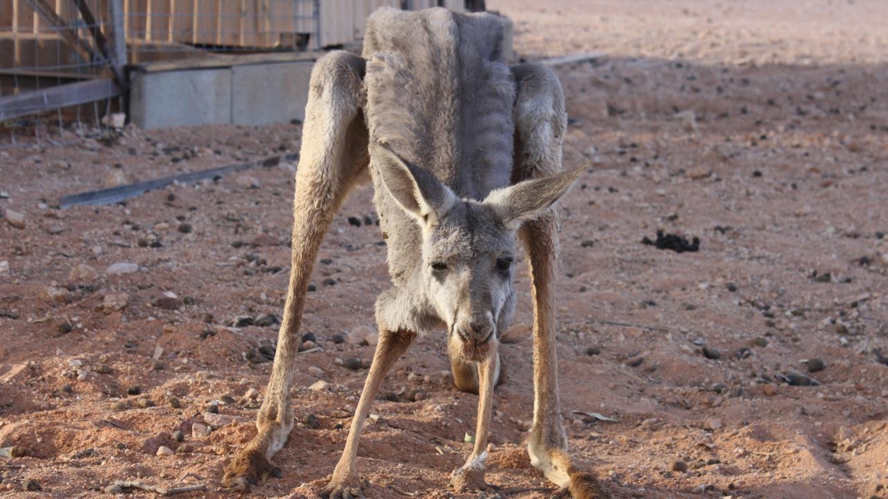 Kangaroos: True Roo Story doco shows effects of overpopulation | The  Advertiser