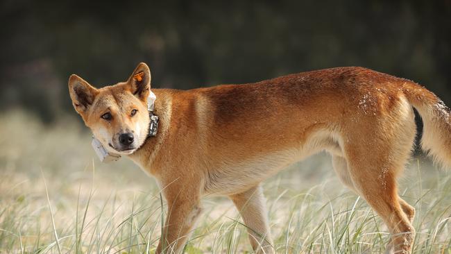 A brazen dingo has been collared with a GPS tracker by Rangers, K'gari. Picture: Liam Kidston