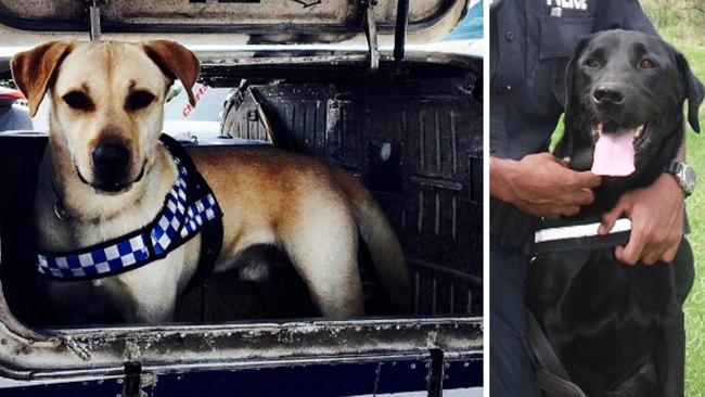 The NT Police dog unit is mourning the death of two of its top drug detector dogs, Bear and Otto