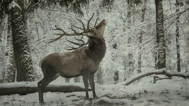 A stag in Germany in winter.