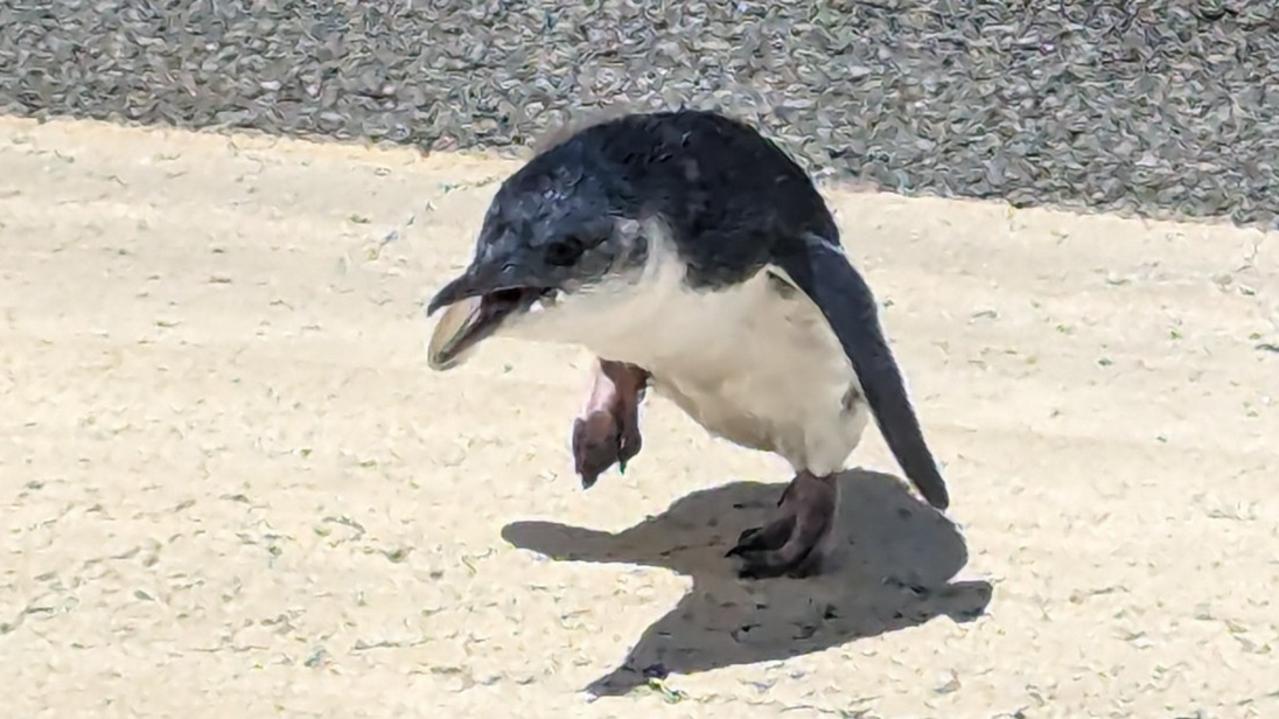 Tiny angry penguin halts air traffic in NZ